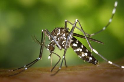 ministerio-da-saude-campanha-contra-aedes-aegypti-scaled-420x280_c